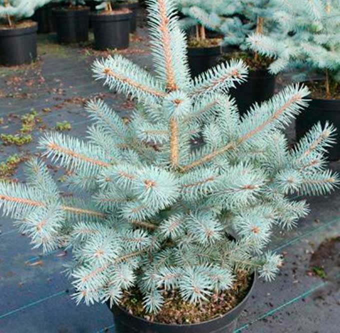 Ель колючая Блю Даймонд